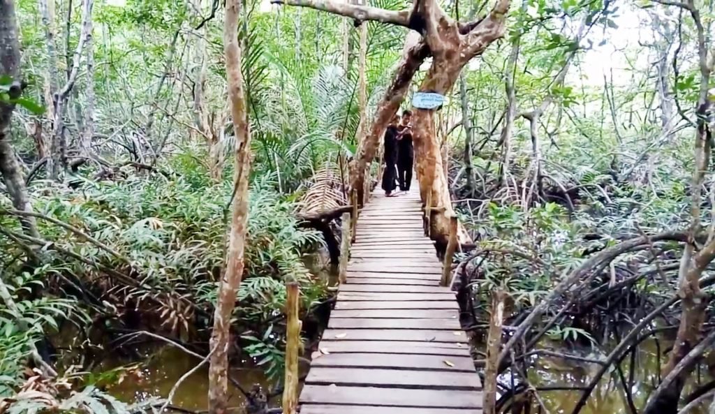 Menikmati Potensi Wisata Hutan Mangrove di Pulau Bangka