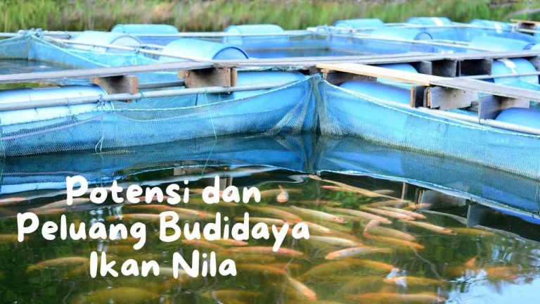 Potensi dan Peluang Budidaya Ikan Nila