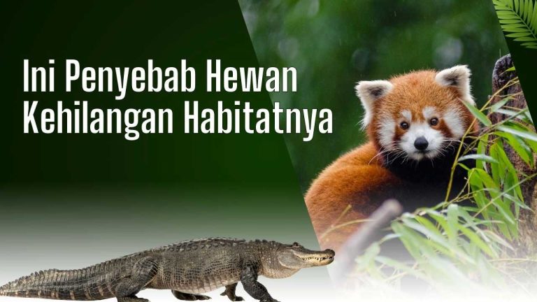 Ini Penyebab Hewan Kehilangan Habitatnya